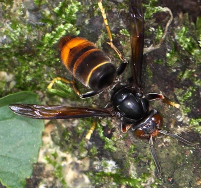 外来種 どう猛な「ツマアカスズメバチ」の退治に「放射線不妊虫放飼法（ＳＩＴ）」は使えない? 